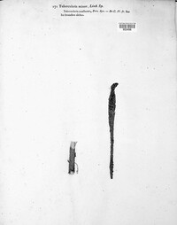 Tubercularia minor image